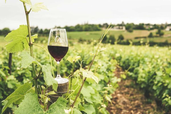 Comment découvrir les traditions de la viticulture en Nouvelle-Zélande?