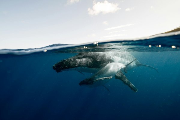 Quelles croisières permettent d'observer les baleines à bosse en migration?